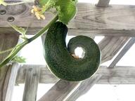 「真っすぐなんて育ってらんねぇ！」猛暑で“ヘソを曲げたキュウリ”が話題に