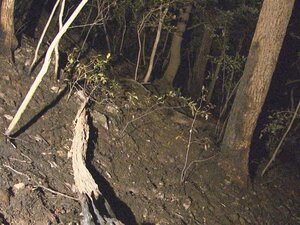 放火の可能性も視野に捜査…雑木林で火災 約1600平米燃える 同様の火事が2週間で少なくとも6件