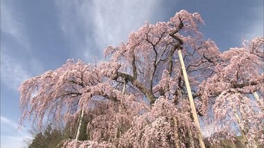 樹齢1000年超!“日本三大桜”のひとつ「三春滝桜」 圧倒的な美しさを動画で…【福島発】
