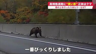 道路上の「黒い影」はクマ クルマ動けず緊迫の現場…北海道全体で分布拡大 市街地に出没