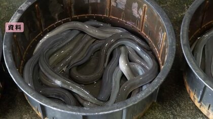 ウナギ国際取引規制案24日午後に議論始まる…ワシントン条約締約国会議で採択されれば輸出入は許可制に　日本は「絶滅恐れない」と働きかけ