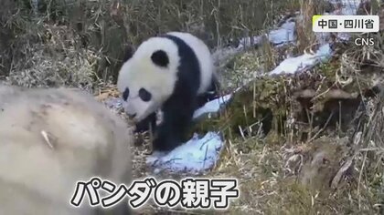 【動物どアップ】中国で「野生パンダ」親子が散歩する姿を捉えた！　イギリスではキツネがくわえた携帯が一部始終を記録