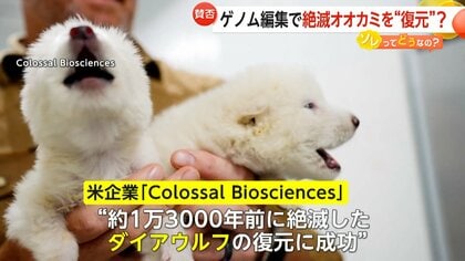 「夢がある」「神の領域」1万年以上前に絶滅したオオカミ蘇る！化石DNAからゲノム編集で復元に賛否…生命倫理や動物福祉の観点から疑問も
