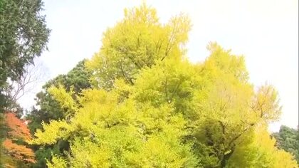 推定樹齢９００年の大イチョウが奈義町の菩提寺で見頃　風情ある景色は「けっこう神秘的」【岡山】