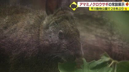 28年ぶり「アマミノクロウサギ」が平川動物公園で常設展示　“人と野生生物の関わり”考えるきっかけに【鹿児島発】
