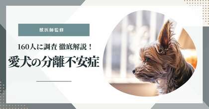 【獣医師監修】愛犬の分離不安症について160人に調査!原因と対策についても徹底解説