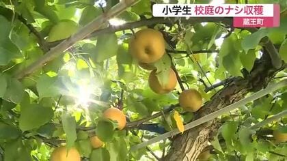 もぎたての味に子供たちは…？ 蔵王町の小学生が校庭のナシ収穫体験〈宮城・蔵王町〉