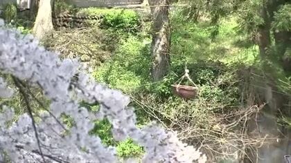 厳美渓、満開のサクラに負けない人気！名物“空飛ぶ団子”　渓谷に彩り本格的な春の訪れ　岩手県一関市