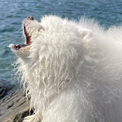 「まさか狼を感じる日が来るとは…」海に向かって吠えるポメラニアンが勇ましい！飼い主に普段の様子を聞いた