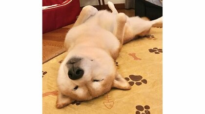 「雷に一晩中おびえた翌日」の柴犬が安心感で“へそ天”爆睡…可愛いけど毎回なの? 飼い主に聞いた