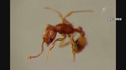 刺されると激しい痛み「コカミアリ」を国内初確認　岡山・倉敷市の港で貨物コンテナに　約30匹すべて殺虫処理済み