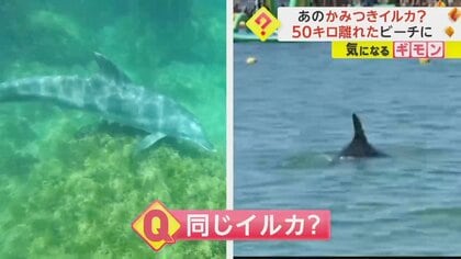 【かみつきイルカと同じ個体？】福井市の海水浴場に野生のイルカ　海水浴客と数メートルの距離　美浜町のビーチから移動か