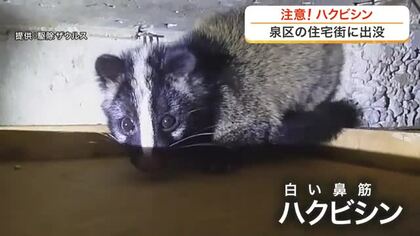 住宅街にハクビシン　都市環境に高い適応能力　住宅設備をかみちぎる被害や感染症のリスクも〈仙台市〉