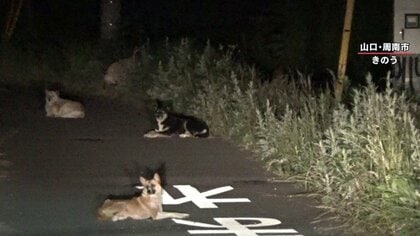野犬が“路上占拠”前夜には大量のドッグフードがばら撒かれ…捨て犬繁殖か？市は独自アプリで対策　