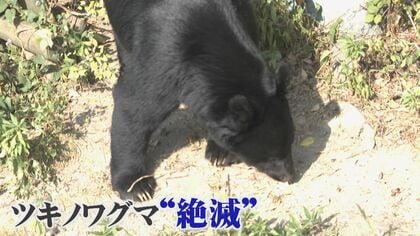 【九州のクマ、絶滅は本当？】福岡の隣県・山口でも出没相次ぐ　クマは海を渡るのか…「九州上陸」の恐れに迫る
