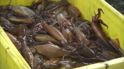 【名物スルメイカ漁の行方】衝撃の水揚げゼロから1週間―リベンジ出漁の結果は345キロ　最高価格はキロ8300円　漁業者＆旅行者からは安堵の声　水揚げ低迷を受けて新しい商品も