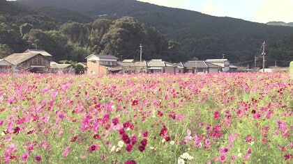 国道沿いの畑が“秋色のじゅうたん”に…長崎市長浦町で色彩豊かにコスモス咲き誇る　