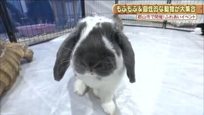 あなたはどっち派！？エキゾチックアニマルvsもふもふアニマル　見て触れて癒されるイベント　アティ郡山