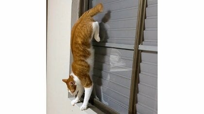 「平均台金メダル」狭い窓際で逆立ちからの華麗なUターンを決める猫がすごい！いつからしているのか飼い主に聞いた