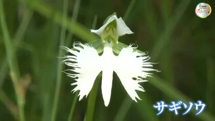 花言葉は「無垢」や「清純」…総社市の湿地で県の絶滅危惧種植物「サギソウ」見ごろ【岡山】