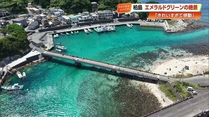 澄み渡るエメラルドグリーンの楽園！高知・柏島　奇跡の絶景とイルカの親子