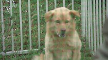 「殺処分される為に生まれた訳じゃない」野犬の保護・譲渡までの長い道のり “怖くて逃げたい”警戒心強く【三重発】