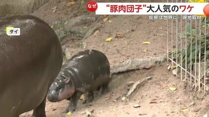 フィーバー】豚肉団子を緊急取材！「もちもちぷるっぷる