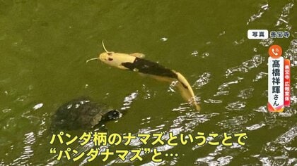 白変　パンダナマズ 一世風靡したあの池に今度は”パンダナマズ”…人面魚に代わり“令和の顔