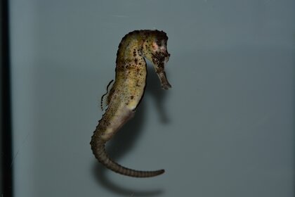 干支の「辰」にちなみ“タツノオトシゴ”を水族館で展示…一番「竜