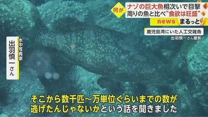 謎の巨大魚」鹿児島湾に現る 体長約1mの白いまだら模様で食欲旺盛