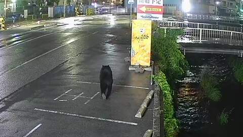 【速報】宇都宮市のクマ確保　麻酔銃2発を発射し檻の中へ