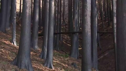 焼失面積3370haも伐採25haのみ…大船渡山林火災から1年復旧が進まない理由　専門家「倒木災害の危険高まる」