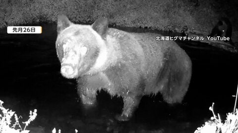 どんぐり不足「秋グマ」に注意　関東で「不作」、世界遺産「荒船風穴」でも目撃　豊作でも「なかなか冬眠しない」