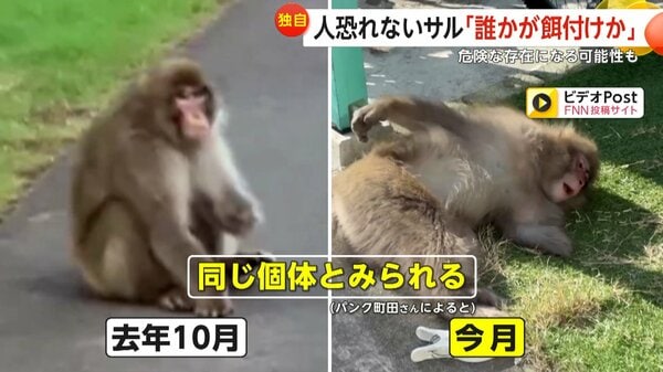 独自】“左手ない猿”は餌付けされた？パンク町田氏「無視が一番」警鐘