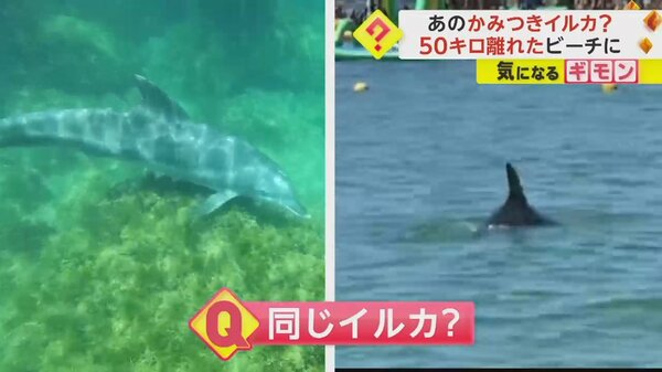 うみいるか ㅤㅤㅤㅤㅤㅤㅤㅤㅤㅤㅤㅤㅤ いよいよ明日となりました👏 「み