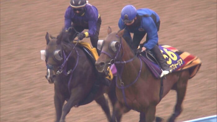 美浦にて、エフフォーリアの最終追い切り