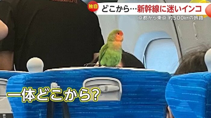 座席にちょこんと座るインコ(映像提供:アスガールさん)