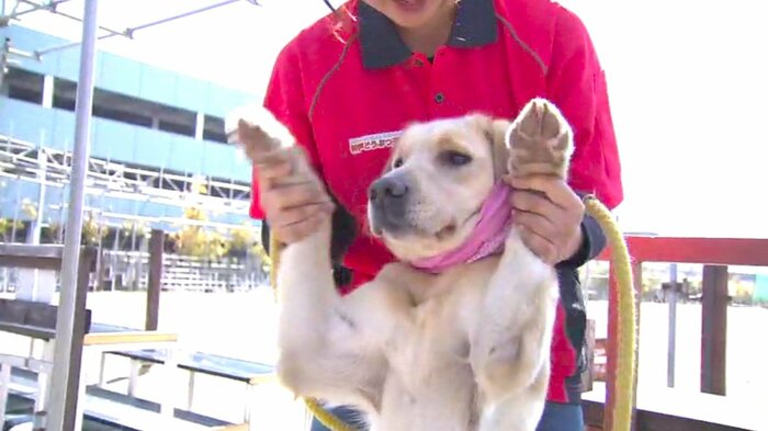 犬とトレーナーの絆でパフォーマンスは進化