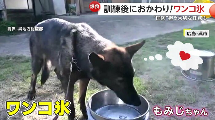 水で飲むより氷が好きなもみじちゃん