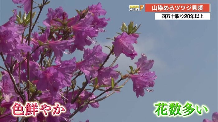 フジツツジ、2025年は前年と比べて色鮮やかだという