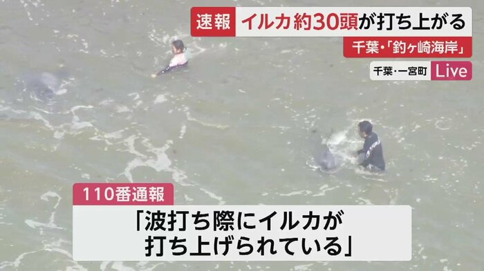 イルカを海に戻そうとするなど、救出活動を行う人たち(午前11時40分頃撮影)