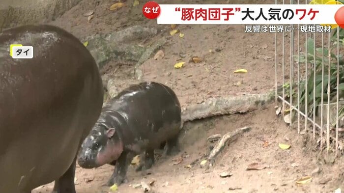 母親のうしろを歩いているムーデン(提供:Khao Kheow Open Zoo)