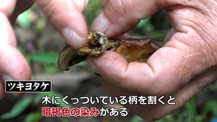 中心部が暗褐色なのが特徴