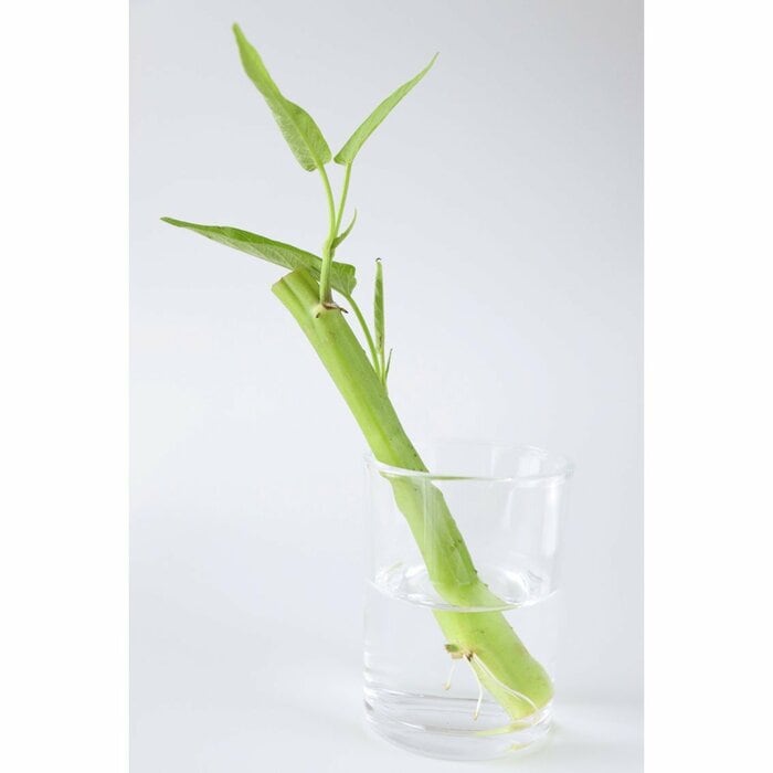 切り落とした茎はなんとリボべジ可能！根が出てきたら土に植えて育てましょう