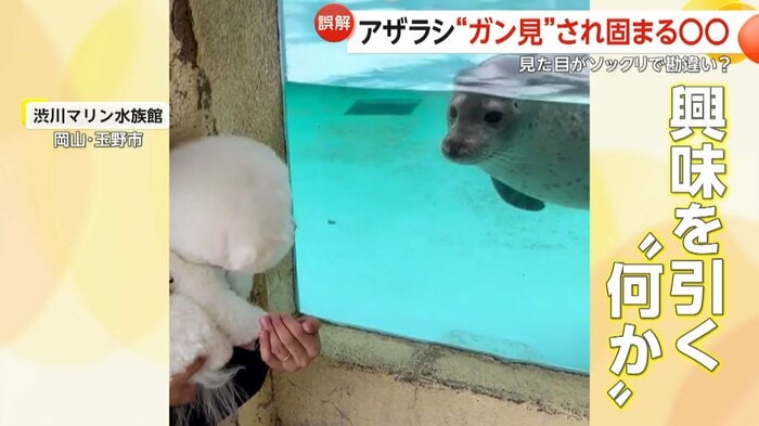 アザラシは好奇心旺盛で、気になるとじっと見つめることがあるという(@seto_1022)