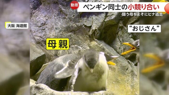 けんかする母ペンギンと見知らぬおじさんペンギン(映像提供:大阪 海遊館)
