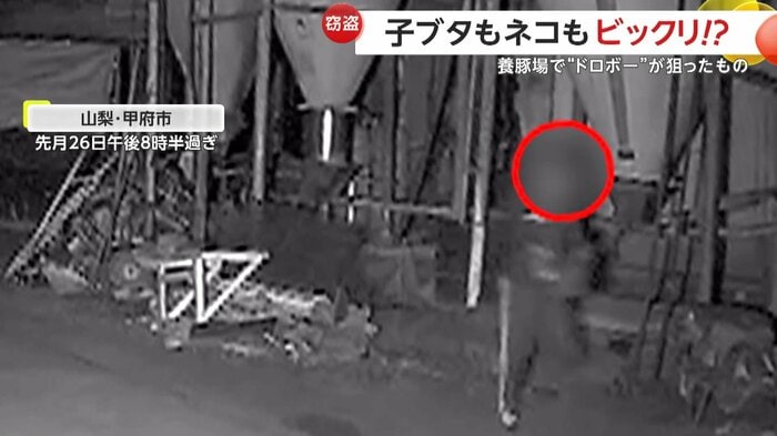 何かを運び出すドロボー(提供:ちのふぁーむ)