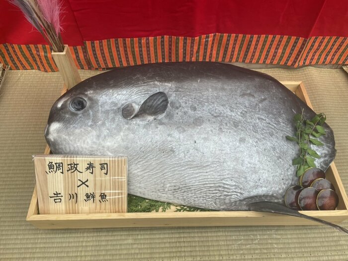 お祝いにマンボウが届けられていた