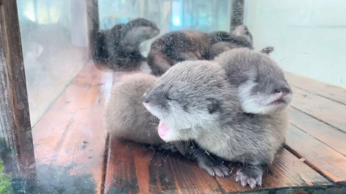 首をもう1匹の上にのせて一休み?(映像提供:鳥羽水族館)