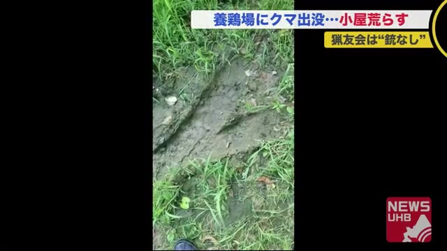 養鶏場でクマ大暴れ…銃を携えて出動するはずの猟友会は”手ぶら”「素手で立ち向かうしかない」